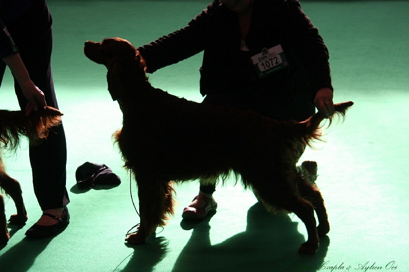 Crufts2011 796.jpg